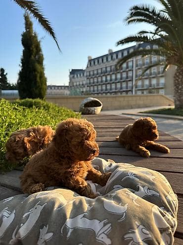 toy pudel satisi: Pudel — 9