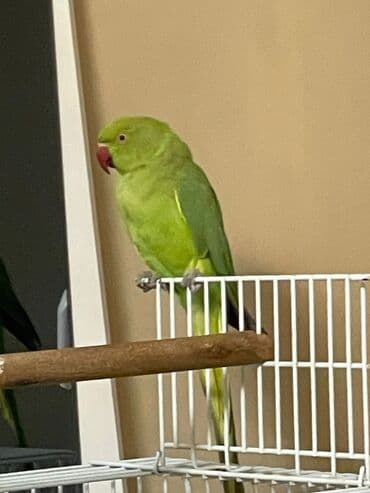 приют для кошек в баку: Ojerelya Arjelya Ajarelya Ojeralya Tutuquşu Yaşıl Pakıstan Tutuquşu — 10