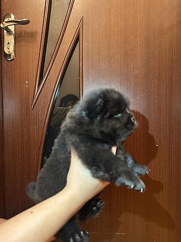 chow chow: Çau-Çau, 1 ay, Dişi, Sənədli — 6
