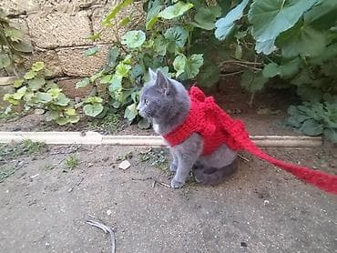 pisik etibarli ellere verilir: Ev pişiyidir. cinsi british. 1 yasi var, disi (adi mikuli) isimle — 1