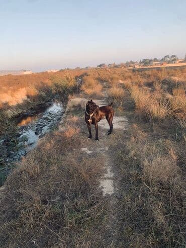 Cane corso dişi 2 yaş bıdefe baka verb heyvan qapıda coxdu deye