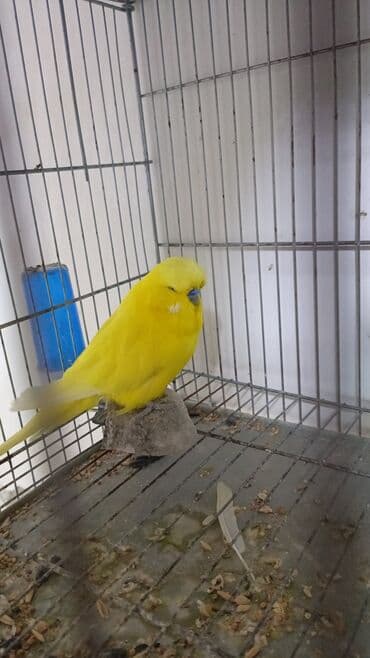 хаски цена в баку: Quşlar satılır 6 aylıq jumbo cüt 200manat 1 yaş 8 aylıq jumbo qarışıg — 10