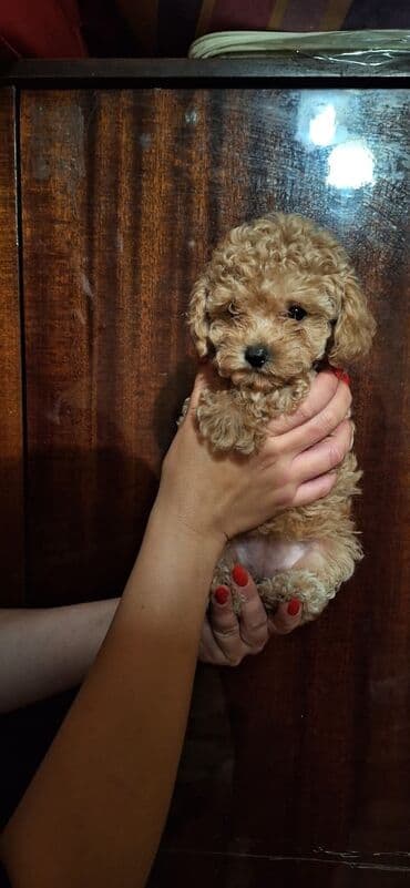 spits it: Pudel — 8