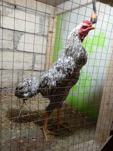 lal ördək sumqayıt: Bismilləh. heyvana söz yoxdu mart becesidi o shamo — 1