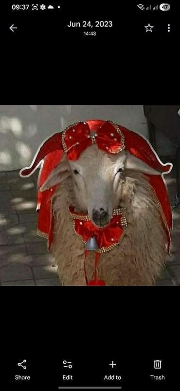 Bəzəkli qurbanlıq qoyun üçün ənənəvi aksesuar dəsti - Parlaq qırmızı — 1