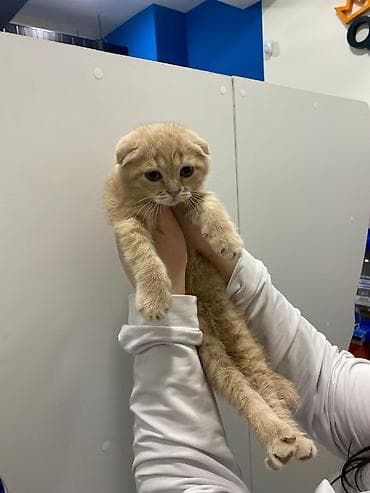 pısık: Ağ tüklü, qara nöqtəli balaca pişik balaları – ev şəraitində — 4