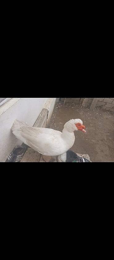 Птицы: ÇOX TECİLİ SATLİR DAMAZLİQ HEYVANARDİ ELADLAR İÇLERDE AQ QARA BAŞDA — 6