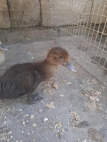 afcarka balasi: 7 dene macar ordek balasi biri 5 azn 2 heftelik. 055 880. 85. 29 — 7