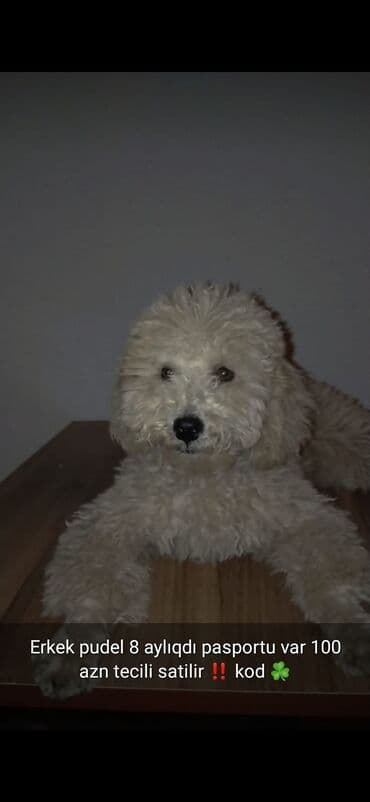 samoyed qiyməti: 3 ay, Dişi, Peyvəndli — 16
