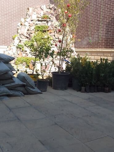 ищу работу садовник на дачу: Bağban xidməti qazon biçmək ağacların biçilməsi budanması — 14