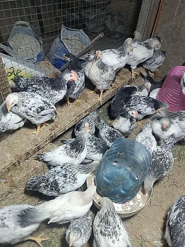 İtlər: Toyuq, Ətlik, Ünvandan götürmə — 8