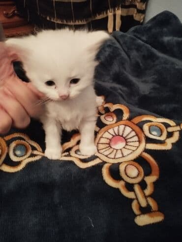 ev itleri satisi: Şotland, Erkək, Dişi, Yaxşı əllərə, Ünvandan götürmə — 4