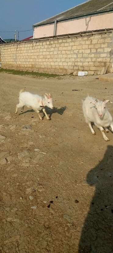 qaz şəkili: Ağ sanin iki gənc keçi reyal alıcıya endirim olacaq - Cinsi: sanen — 2