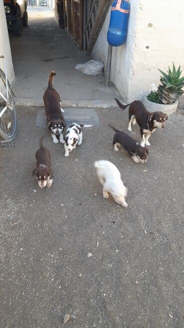 Akvariumlar: Zvanok balalari tecili satilir tam saglamdilar 3 erkey 1 diwi unvan — 4