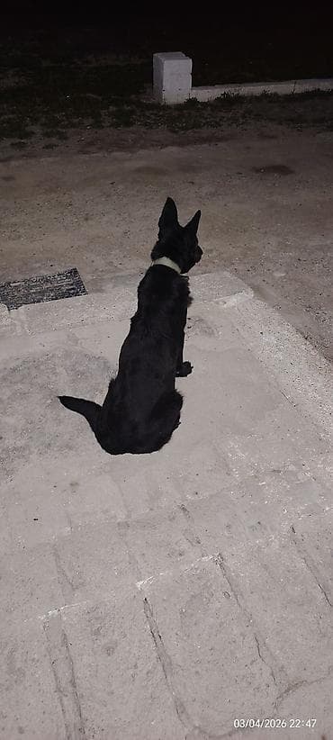 it qiz adlari: Qara rəngli it – qulaqcıqları dik, orta bədən quruluşlu, qısa-yarıuzun — 1