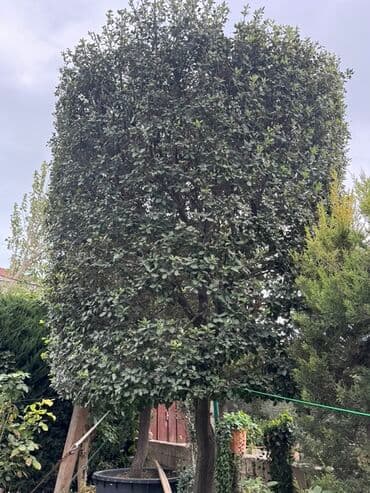 daş stəkan: Daş Palid Ağcı Boyu 5 metir həcmli dekorativ həmişəyaşıl ağac Tel — 2