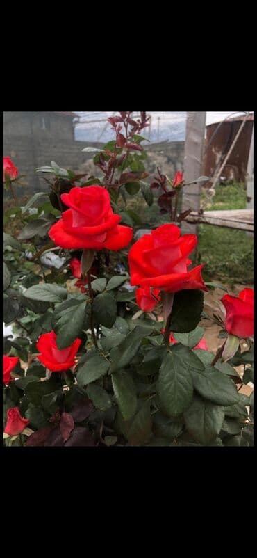 gul adları azərbaycan: Məhsul: Gül kolları (gül fidanları) Təsvir: soyuqa davamlı 2 azn 3 — 10