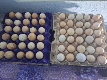 Təzə kənd toyuğu yumurtası - Tərkib: Təbii şəkildə bəslənən ev