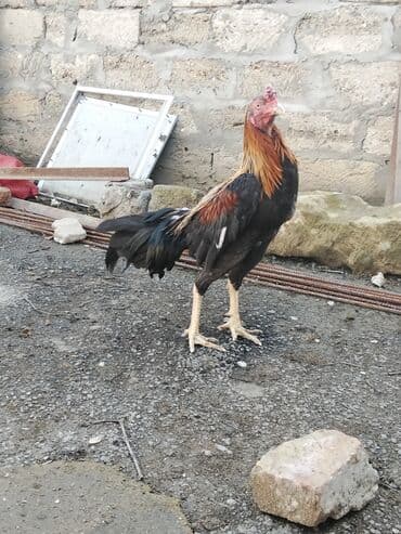 Salam Aleykum 1 yaş 3 ayliqdi doyusu olub kim istese videosunu ataram