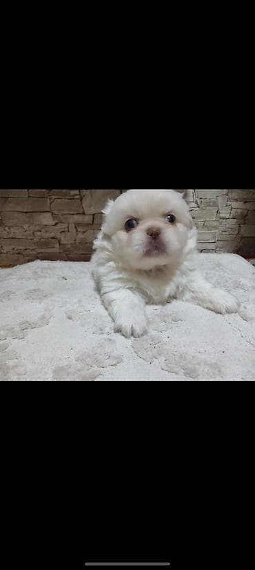 it xaltalari satisi: Pekines — 1