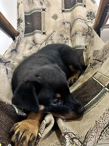 ucuz ev itləri: Rotveyler, 2 ay, Dişi — 4