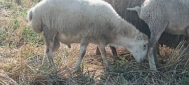 tap.az heyvanlar xacmaz: Dişi, il: 1, Damazlıq — 1