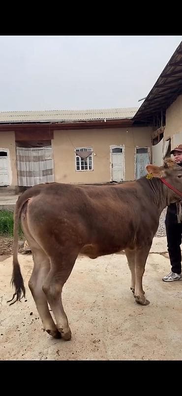 Dana, buzov: Satılır: Qaramal – erkək dana - Cins: yerli tip, qəhvəyi rəngli, ağ — 5