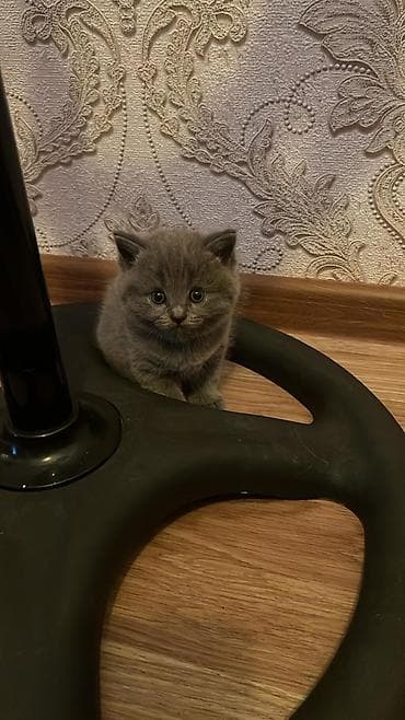 shotland pişik: Britan — 9