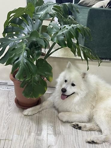 İtlər: Samoyed, Erkək — 2