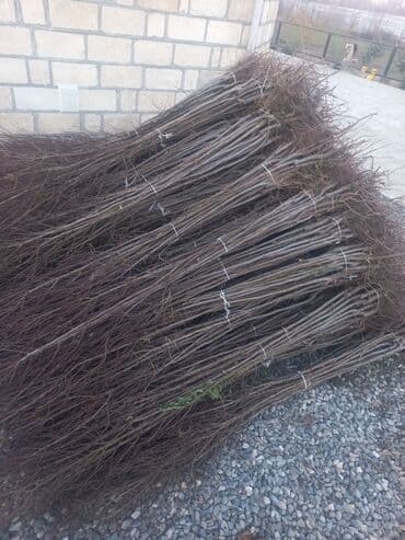 ucuz kafel metlax qiymetleri: Hər Növ Meyvə Tinglərini Aznle Təklif edirik, Ölkədaxili bütün — 2