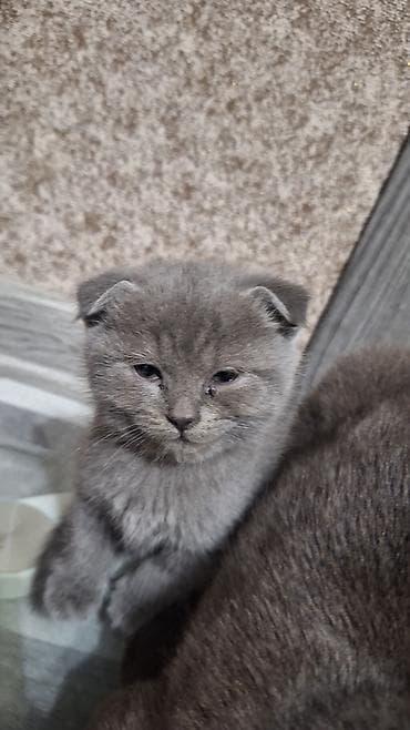 Şotland yastı qulaq, Erkək