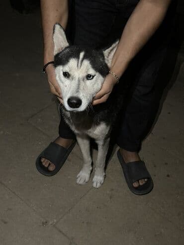купить хаски щенка: Хаски, 1 месяц, Самец, С прививками, Платная доставка — 5