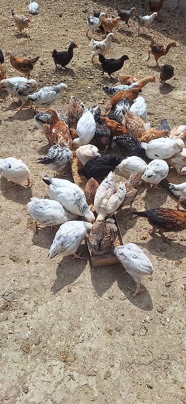 cuce yemi: Toyuq cücələri, Damazlıq, Pulsuz çatdırılma, Ödənişli çatdırılma — 2