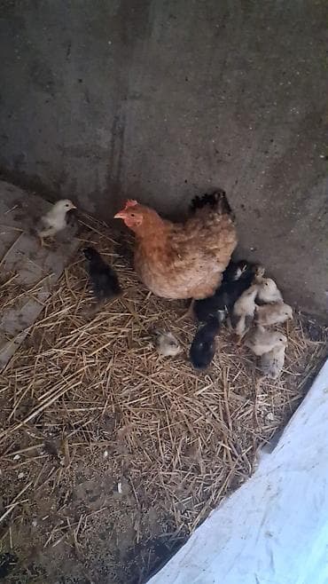 quş adları: 16 cuce 1 ansi hamisin toyug cixarib 10 gunukdu cucler 80 manay cemi — 1