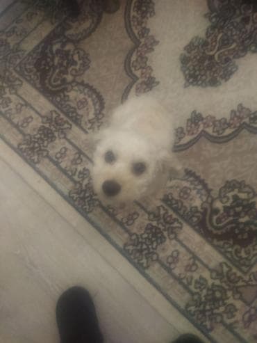 heyvan alqi satqisi: 1 il, Erkek — 2