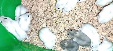 norka heyvan: Yeni 2mərtəbəli qəfəs 2xomyak ağ və boz🐭 qəfəsin içində Fırlanan çarxı — 7