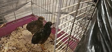 ev quş: 1 cüt çin bildirçini barter olunur 4 dənə valnist ilə cütü 35 m — 5