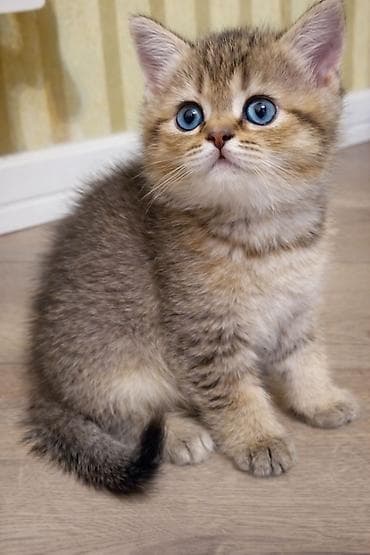 bala dana: Şinşilla — 1