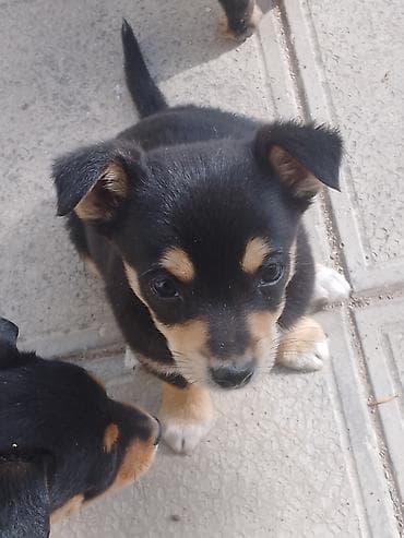 itlerin satişi: Zvonok, 2 ay, Ünvandan götürmə, Ödənişli çatdırılma — 6