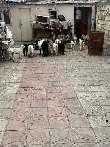 Другие с/х животные: Çəpişlər hamısı ən xırdasınnan böyüyünə qədər süd əmən heyvanlardı — 2