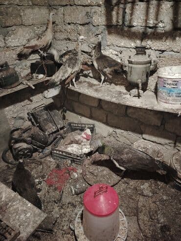 ikinci əl vitrin soyuducu: Tovuz quşdarı 1 ana 4 bala 9 aylıq — 6