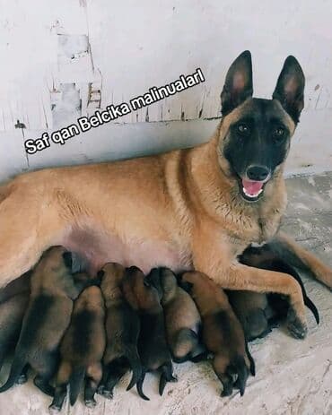 belçika qurdu: Belçika çoban iti — 1