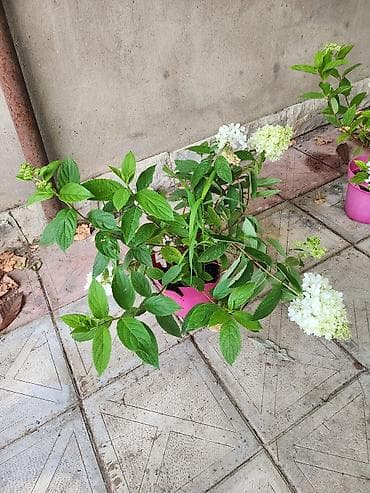 çöl sarmaşığı: Ağ çiçəkləri olan panikulyar hortensiya (Hydrangea paniculata) – — 8