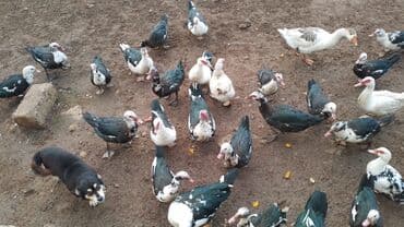 Akvarium aksessuar və ləvazimatları: Lal ördək — 1