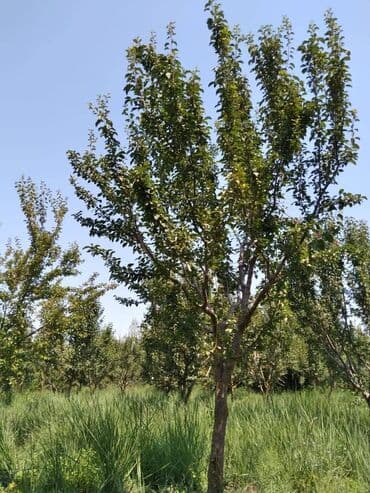 недвижимость в баку купить: 95 соток, Для бизнеса, Собственник, Купчая — 4