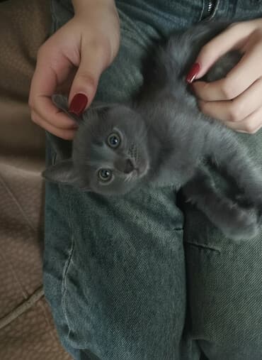 pişik lalafo: Boz rəngli balaca pişik balası Salam. bu ayın 11i 4 cü ayına — 1