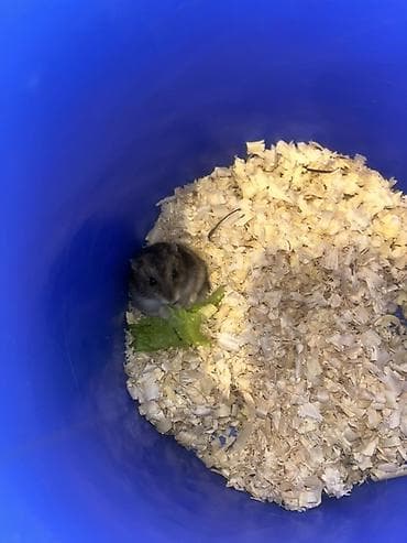 it dami satilir: Cüce hamster və tam dəst aksesuarlar Qefes ile biryerde satılır 2-3 — 2