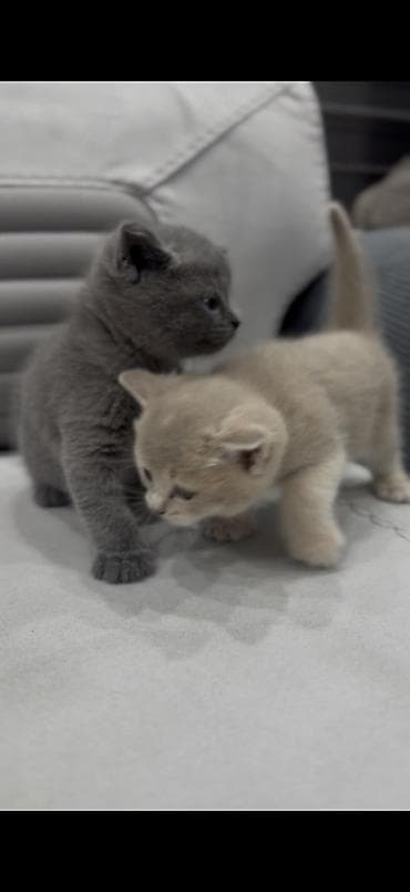 pişiy balası: Britan — 4