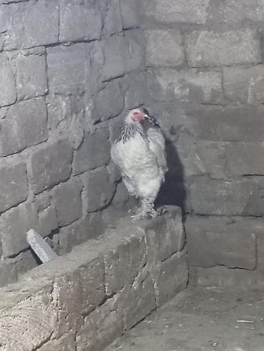 bulbul quşu satışı: Brahma cinsi toyuq - Rəng: ağ bədən, boyun və quyruqda qara naxışlar — 1