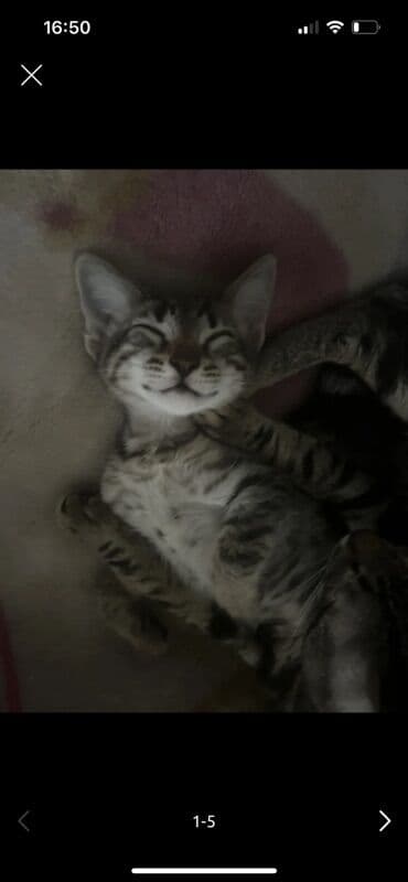 Птицы: Табби, Самец, В добрые руки, Бесплатная доставка — 2